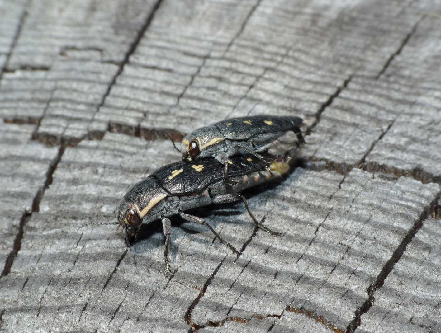 Buprestis novemmaculata in deposizione